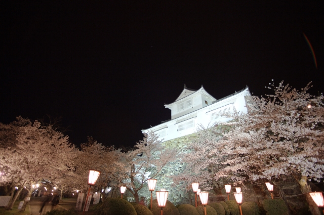 soku_30286.jpg :: 植物 花 桜 サクラ 夜桜 満開 建築 建造物 城 津山城 