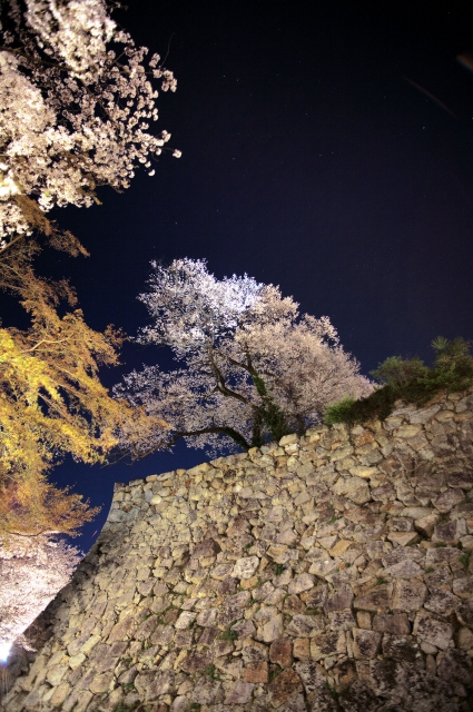 soku_30288.jpg :: 植物 花 桜 サクラ 夜桜 満開 建築 建造物 城 津山城 