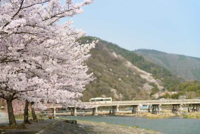 soku_30326.jpg :: 風景 自然 山 桜 