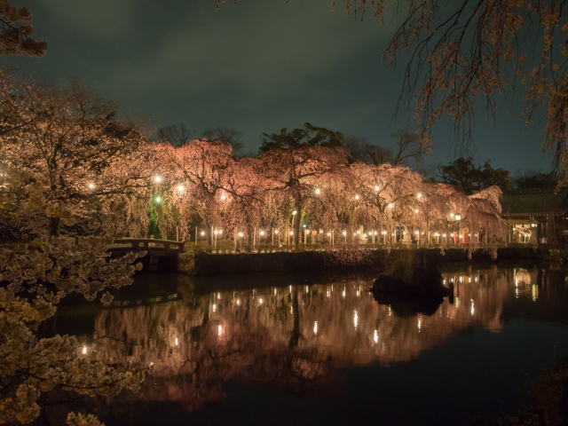 soku_30360.jpg :: 風景 自然 川 桜 夜桜 