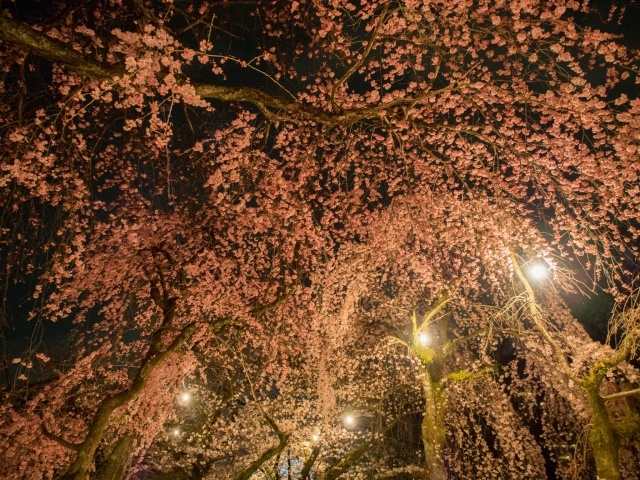soku_30361.jpg :: 植物 花 桜 サクラ 夜桜 