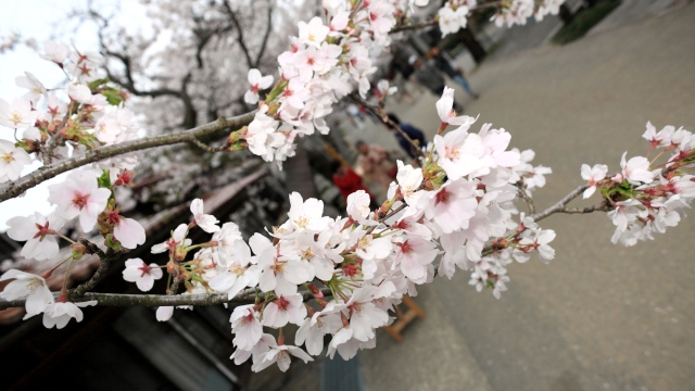 soku_30392.jpg :: 植物 花 桜 サクラ 満開 がいせん桜 
