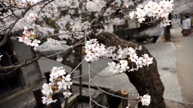 soku_30393.jpg :: 植物 花 桜 サクラ 満開 がいせん桜 