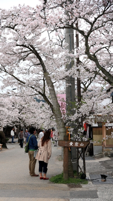 soku_30394.jpg :: 植物 花 桜 サクラ 満開 がいせん桜 