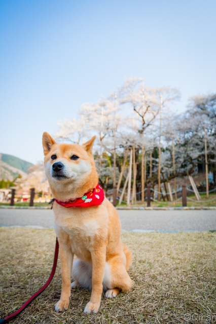 soku_30397.jpg :: 植物 花 桜 サクラ 動物 ペット 犬 風景 
