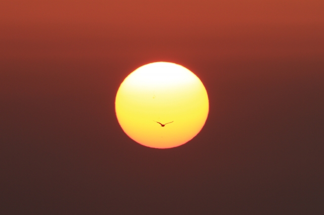 soku_30456.jpg :: 日の丸 動物 鳥 鷗 カモメ ウミネコ by Niigata 