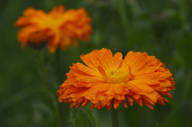 soku_30471.jpg :: 植物 花 オレンジ色の花 マルタ 