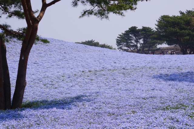 soku_30588.jpg :: 植物 花 青い花 