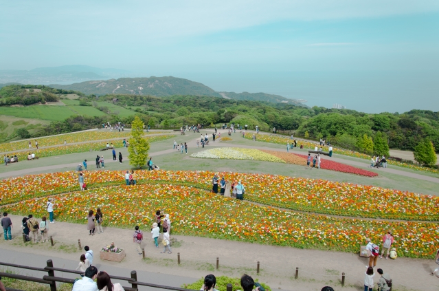 soku_30625.jpg :: 風景 自然 草原 花畑 