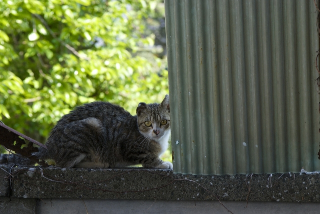 soku_30693.jpg :: 咄嗟に撮った猫 s5pro,zoom.nikkor 35.105mm f/3.5 4.5 