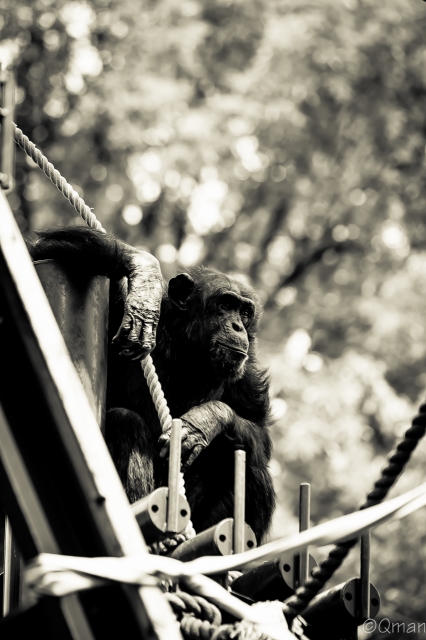 soku_30797.jpg :: 動物園 名古屋市東山総合公園 動物 生き物 チンパンジー 