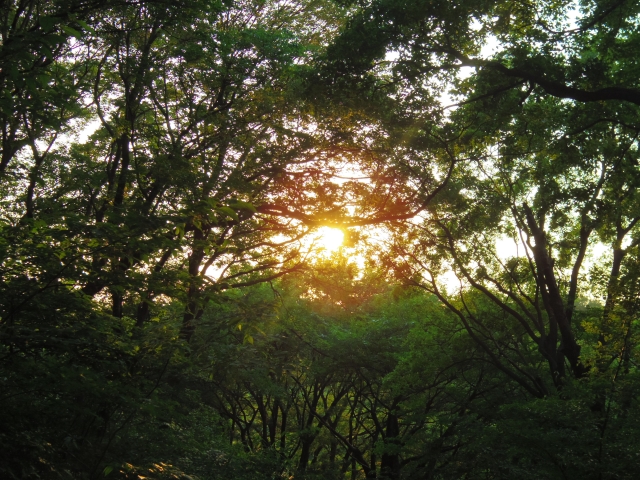 soku_30799.jpg :: 風景 自然 樹木 空 朝日 朝焼け 日の出 