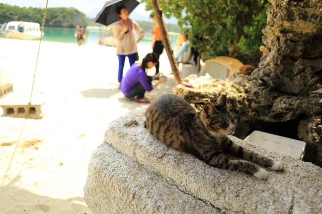 soku_30867.jpg :: ねこ 猫 沖縄 石垣島 川平湾 海 