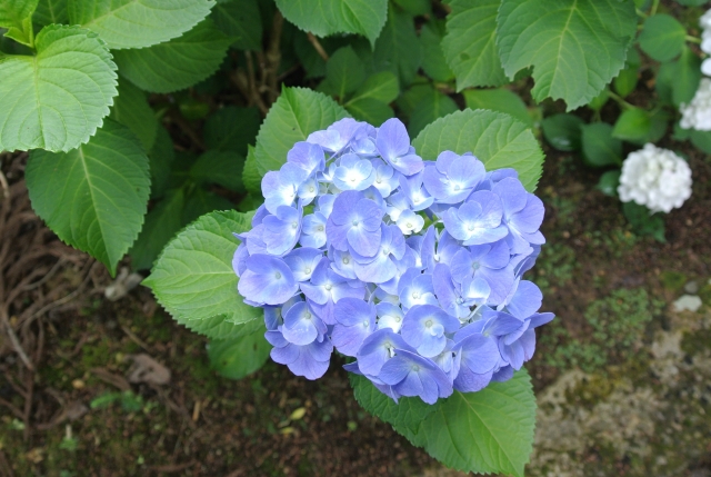 soku_30903.jpg :: 植物 花 紫陽花 アジサイ 