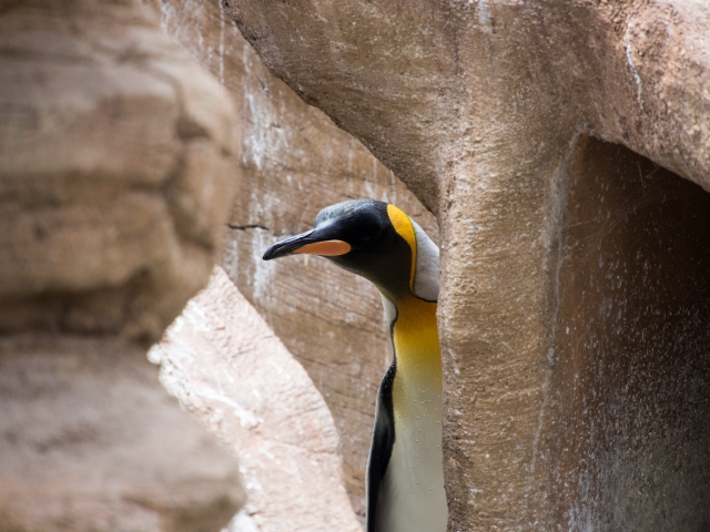 soku_30905.jpg :: 動物 鳥 ペンギン 動物園 
