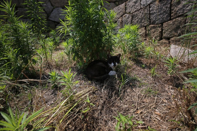 soku_30975.jpg :: sigma 12.24 動物 哺乳類 猫 ネコ 
