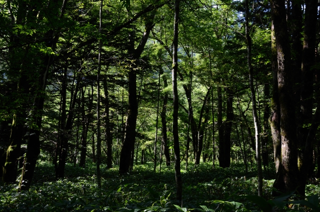 soku_31117.jpg :: 風景 自然 森林 雑木林 
