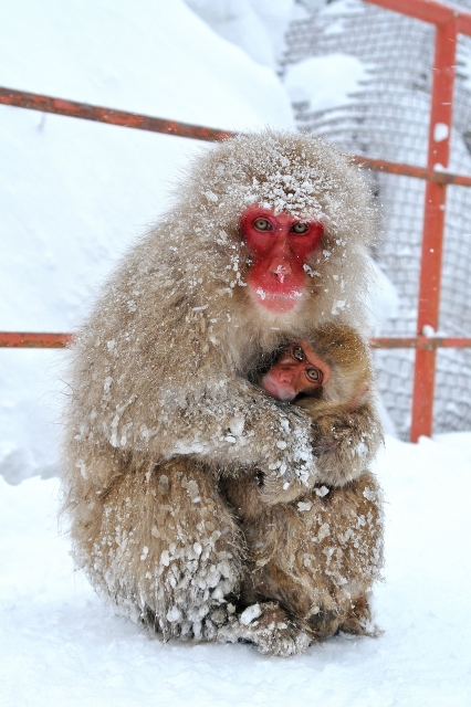 soku_31185.jpg :: 地獄谷 動物 哺乳類 猿 サル 風景 自然 雪 