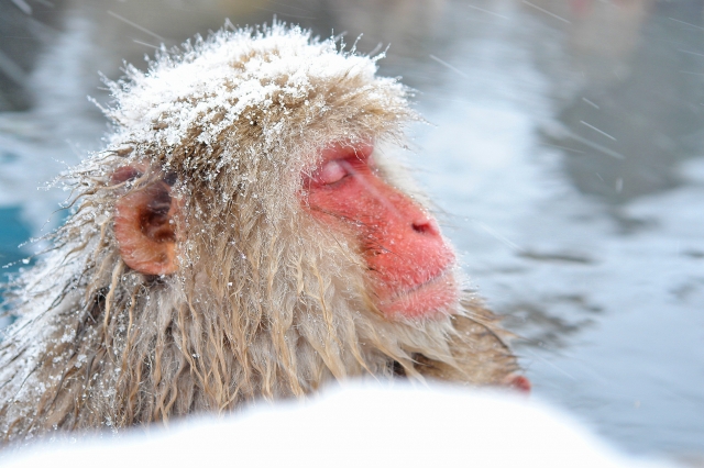 soku_31186.jpg :: 地獄谷 動物 哺乳類 猿 サル 風景 自然 雪 