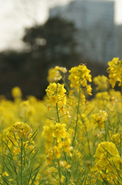 soku_31215.jpg :: 東京・浜離宮恩賜庭園 植物 花 黄色い花 