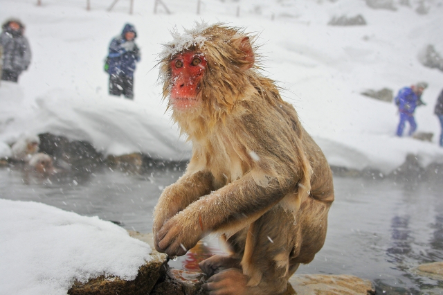 soku_31217.jpg :: 信州・地獄谷野猿公苑 物 哺乳類 猿 サル 雪 