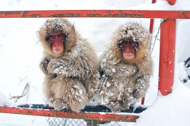 soku_31219.jpg :: 信州・地獄谷野猿公苑 物 哺乳類 猿 サル 雪 