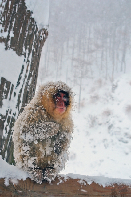 soku_31220.jpg :: 信州・地獄谷野猿公苑 動物 哺乳類 猿 サル 