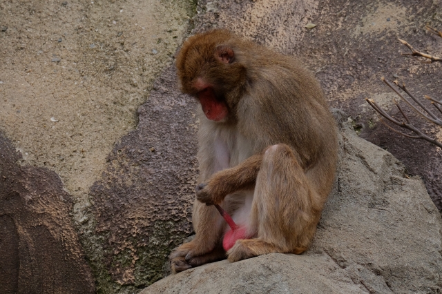 soku_31425.jpg :: 動物 哺乳類 猿 サル ニホンザル 