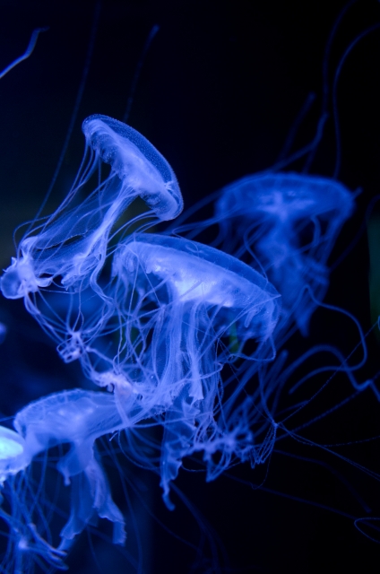 soku_31437.jpg :: 水族館 動物 海の生物 クラゲ 