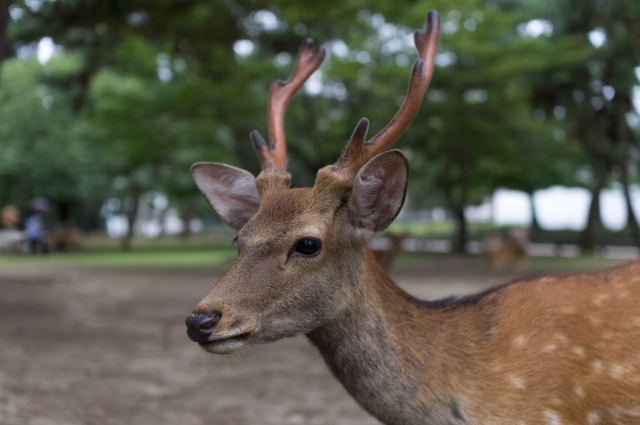 soku_31451.jpg :: 動物 哺乳類 鹿 シカ 奈良公園 
