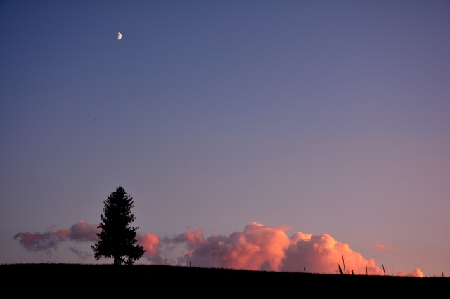 soku_31459.jpg :: 北海道 美瑛 夕日の木 夕焼け 月 