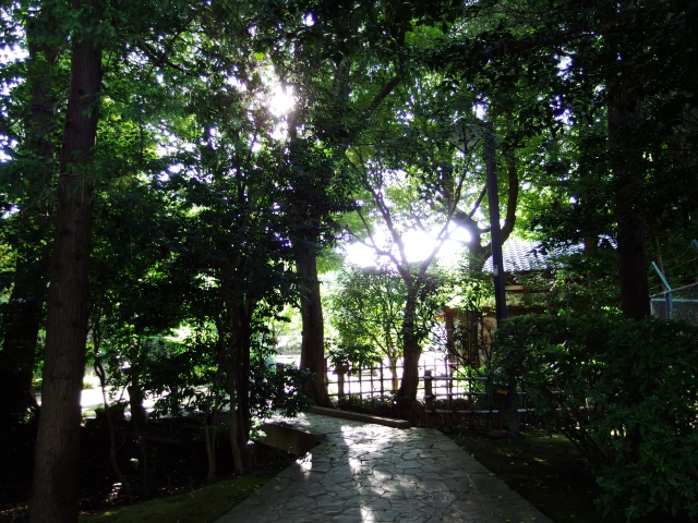 soku_31861.jpg :: 風景 自然 森林 雑木林 小径 