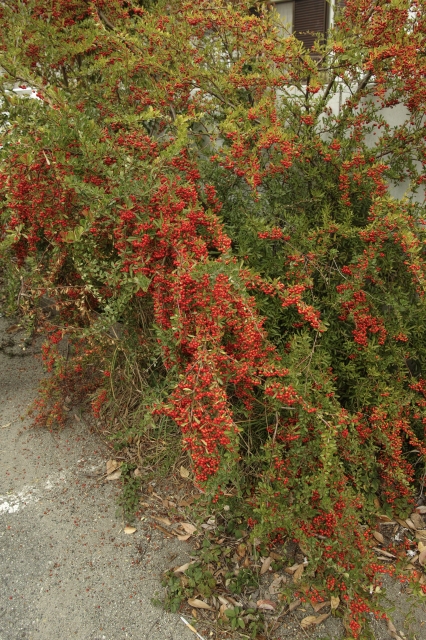 soku_31885.jpg :: 植物 樹木 赤い実 