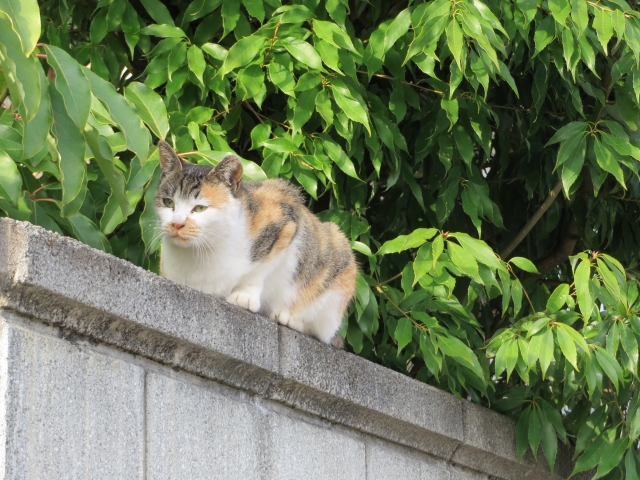 soku_31896.jpg :: 動物 哺乳類 猫 ネコ 