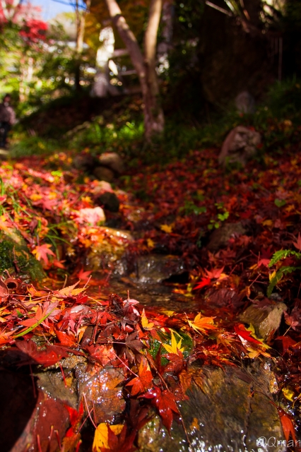 soku_31902.jpg :: 紅葉 自然 風景 山 森林 