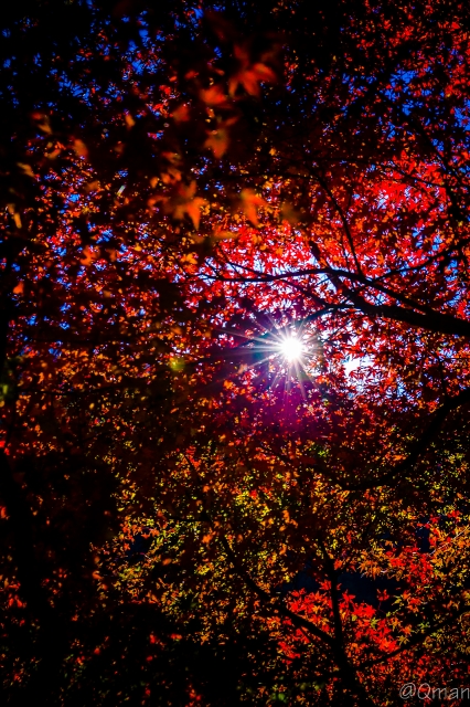 soku_31921.jpg :: 風景 自然 森林 紅葉 逆光 