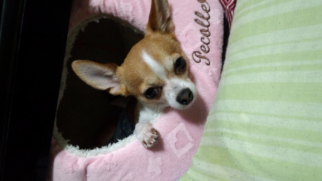 soku_31924.jpg :: チワワ スムース 動物 ペット 犬 