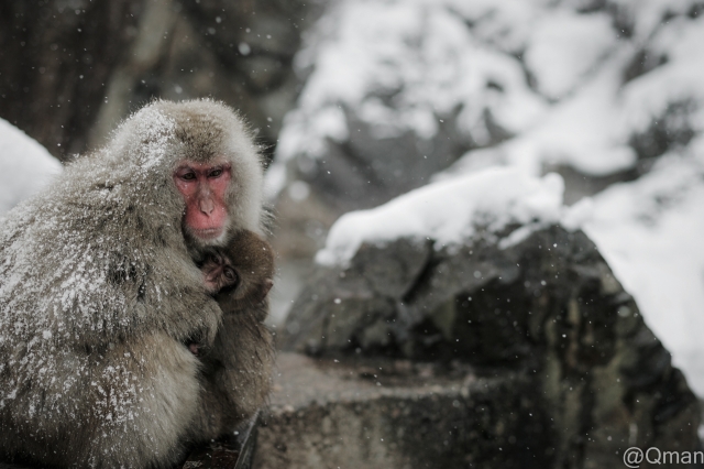 soku_31976.jpg :: 雪 猿 動物 野生 哺乳類 地獄谷野猿公苑 冬 