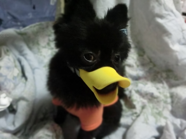 soku_31989.jpg :: ポメラニアン 黒 動物 ペット 犬 アヒル口 
