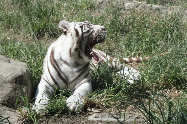 soku_32173.jpg :: 動物 哺乳類 虎 トラ 平川動物園 