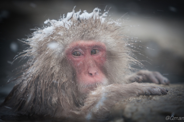 soku_32224.jpg :: 動物 哺乳類 猿 サル 地獄谷野猿公苑 温泉 