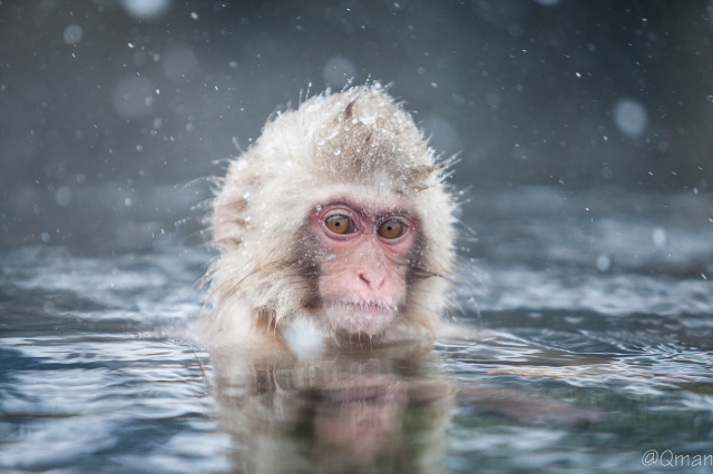 soku_32225.jpg :: 動物 哺乳類 猿 サル 地獄谷野猿公苑 温泉 