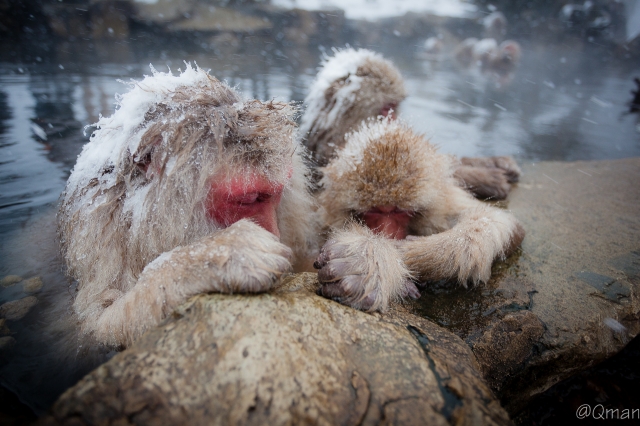 soku_32240.jpg :: 動物 哺乳類 猿 サル 地獄谷野猿公苑 温泉 