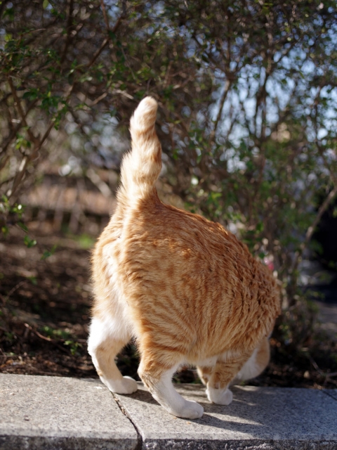 soku_32305.jpg :: 動物 哺乳類 猫 ネコ 野良猫 茶虎 
