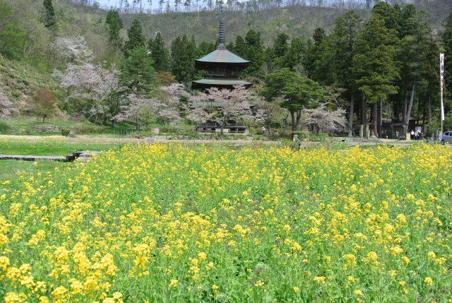 soku_32344.jpg :: 春 菜の花 三重塔 