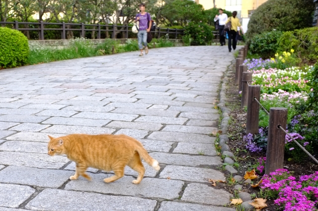 soku_32352.jpg :: 動物 哺乳類 猫 ネコ 野良猫 日比谷公園 公園 