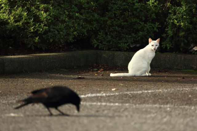 soku_32356.jpg :: 動物 哺乳類 猫 ネコ 野良猫 