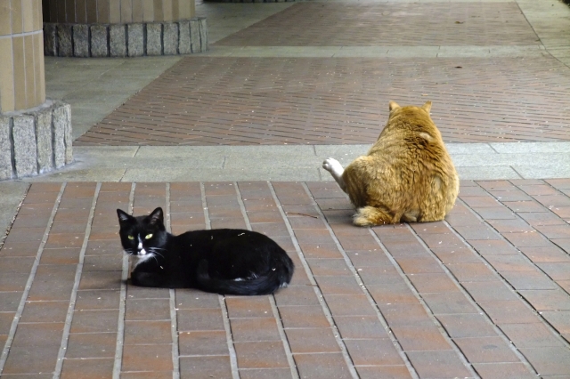 soku_32368.jpg :: 動物 哺乳類 猫 ネコ 野良猫 
