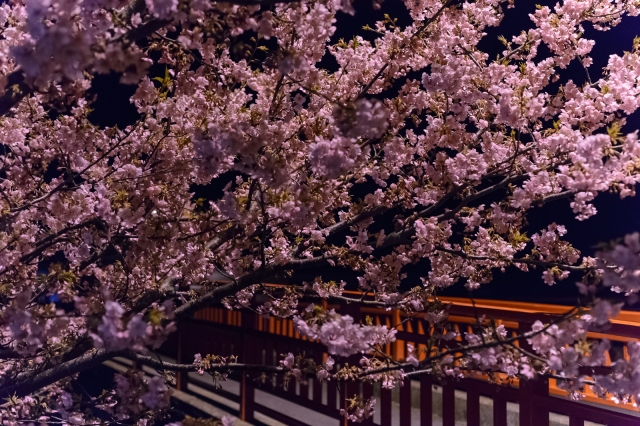 soku_32383.jpg :: 河津桜 植物 花 桜 サクラ 満開 