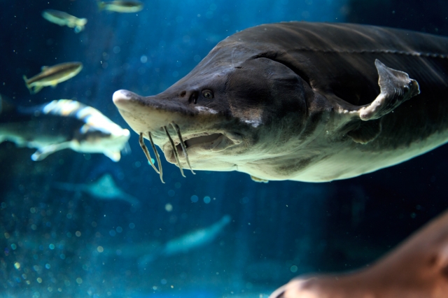 soku_32400.jpg :: EOS.1DX 水族館 動物 魚類 サメ 